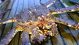 Le crabe royal de Norvège