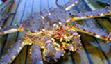 Le crabe royal de Norvège Le crabe royal de Norvège