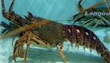 La langouste fraîche d’Australie ou de Floride La langouste fraîche d’Australie ou de Floride